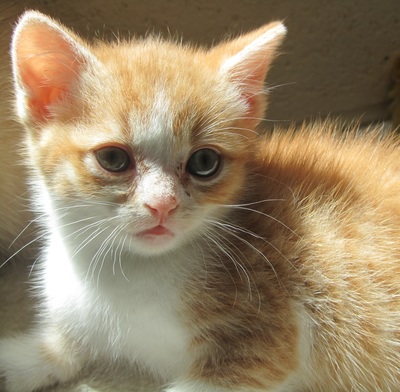 adoptions-kitten