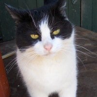 adoptions-oldcats