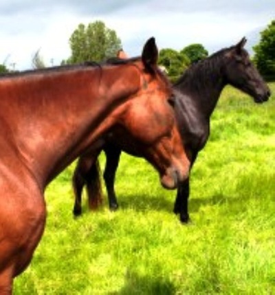 Horses, Ponies, Donkeys