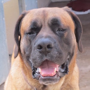 baloo