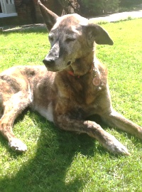 nellie