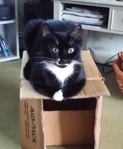 Sooty